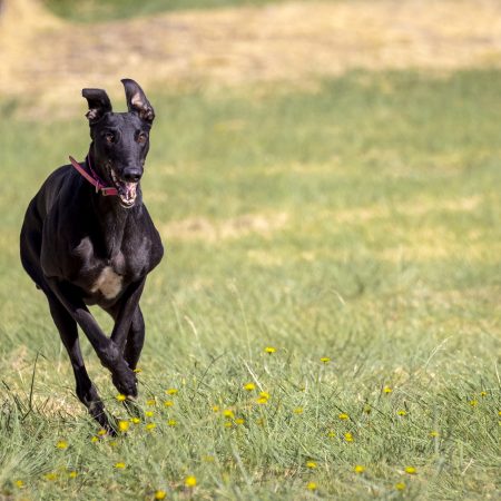 Animal welfare central to review of State’s greyhound racetracks thumbnail