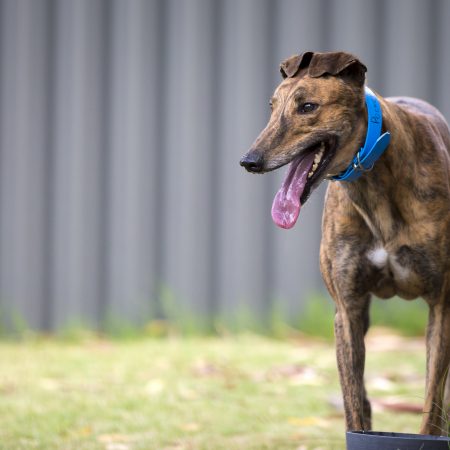 RWWA’s Greyhounds as Pets Partners with Applied Vocational Training thumbnail