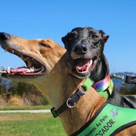 Greyhounds race to the lead in Cheryl’s life thumbnail