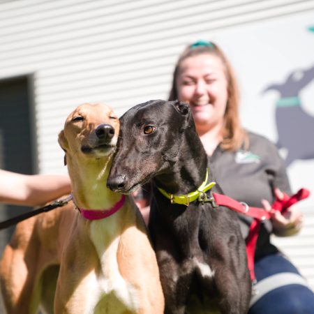 Greyhounds as Pets WA foster and adoption evening thumbnail