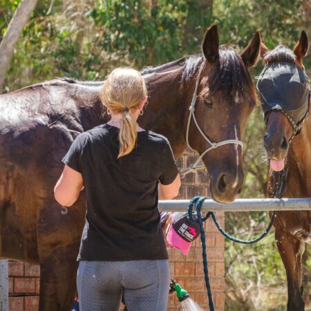 Community fund for new ideas to engage retired racehorses thumbnail