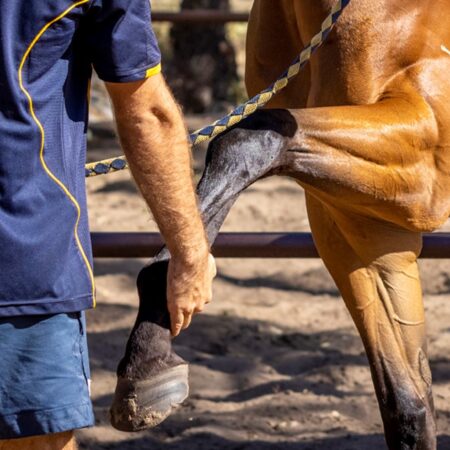 Science turns to racehorse care thumbnail