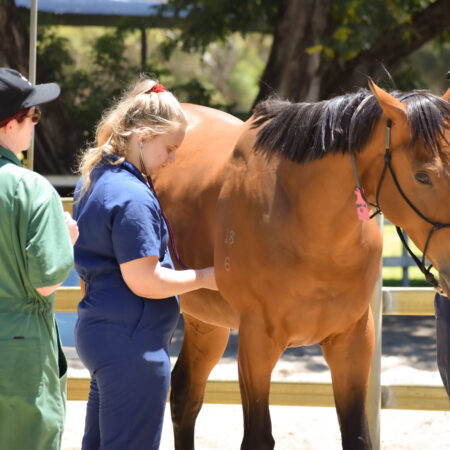 Research fund brings focus to horse welfare thumbnail