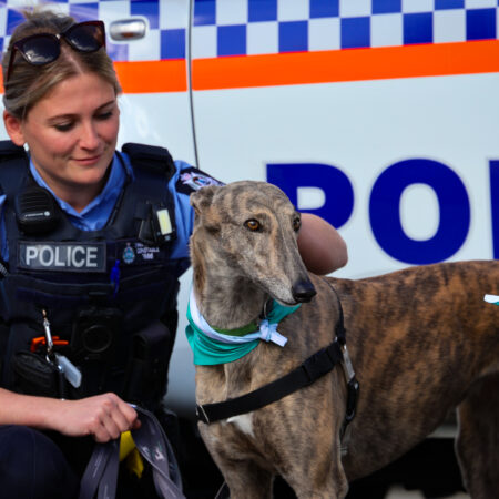 Greyhounds give WA police officers paws to rest and recharge thumbnail